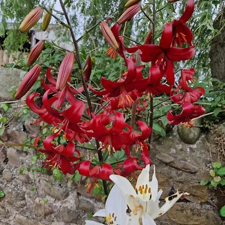 Parkhouse Farm Caravan * Easby